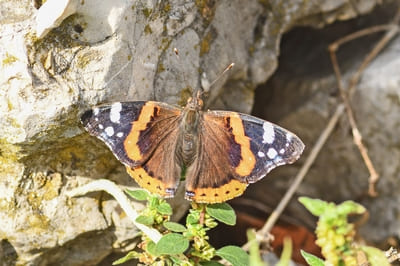Red Admiral