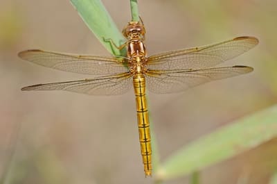 Keeled Skimmer