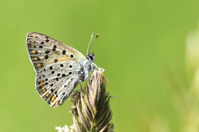 Sooty Copper