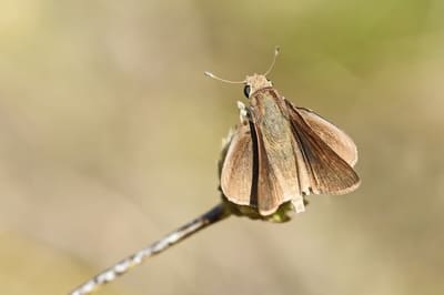Pigmy Skipper