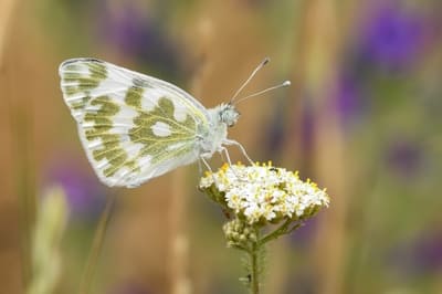 Eastern Bath White