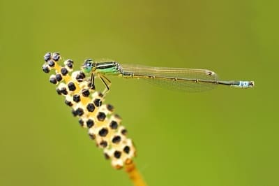 Scarce Blue-taild Damselfly