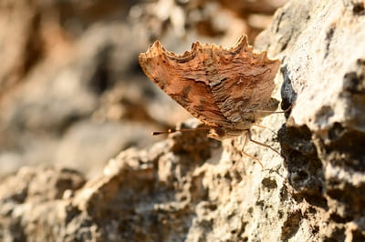 Southern Comma