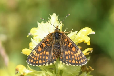 Nickerl&apos;s Fritillary