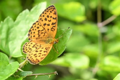 Marbled Fritillary