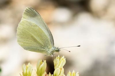 Southern Small White