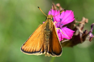 ​Essex Skipper