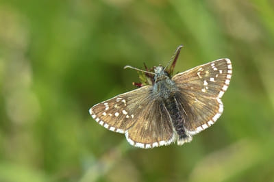 Large Grizzled Skipper