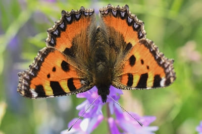 Small Tortoiseshell