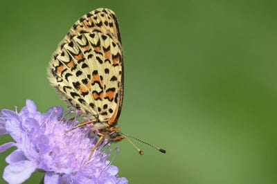 Lesser Spotted Fritillary