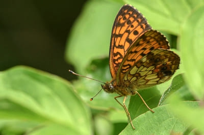 ​Lesser Marbled Fritillary