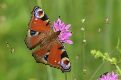 ​Peacock Butterfly