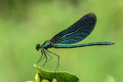 Beautiful Demoiselle