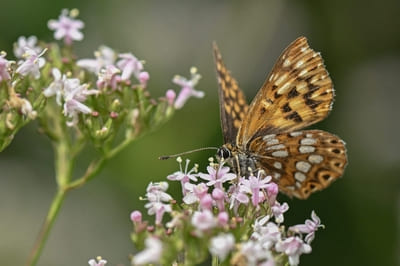 Duke of Burgundy