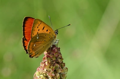Scarce Copper