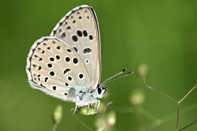 Large blue